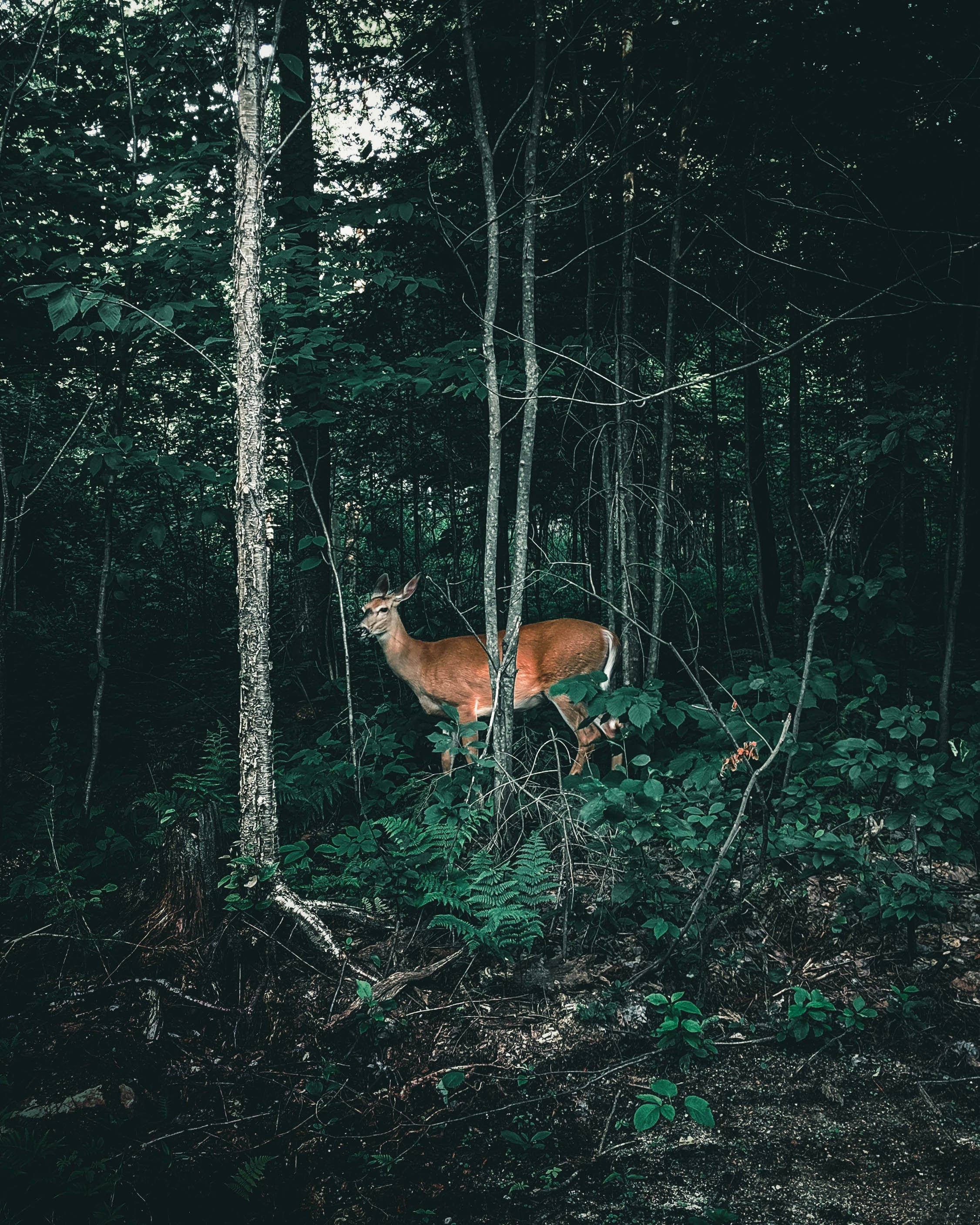 brown deer in forest during daytime